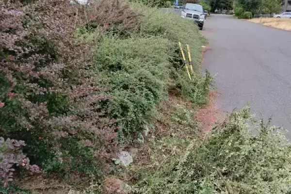 Martin Landscaping's Other Services
