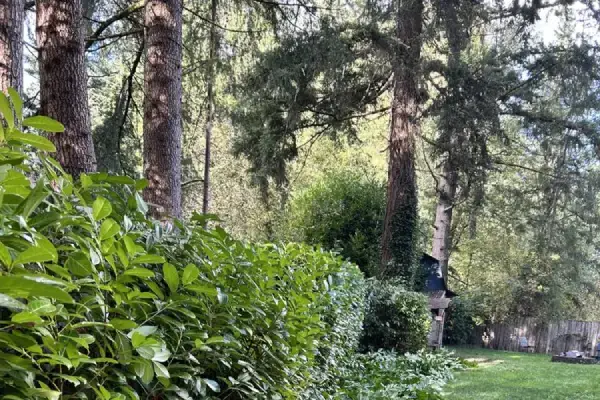 Tree Services